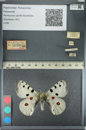 Media type: image;   Entomology 175114